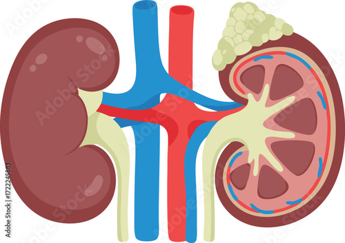 A detailed medical illustration showing the cross-section of human kidneys, with arteries, veins, ureters, and adrenal gland highlighted