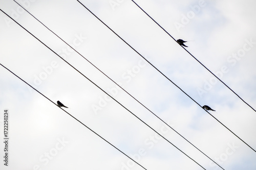 little birds are sitting on the electric wire and clouds in the sky