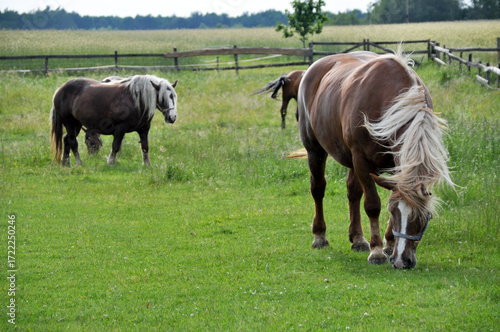 Quadro su tela two brown horses graze on green grass in a meadow