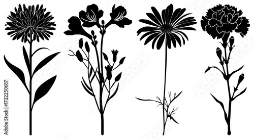 Wallpaper Mural PNG Silhouettes of four different wildflowers in a row element set on transparent background. Torontodigital.ca