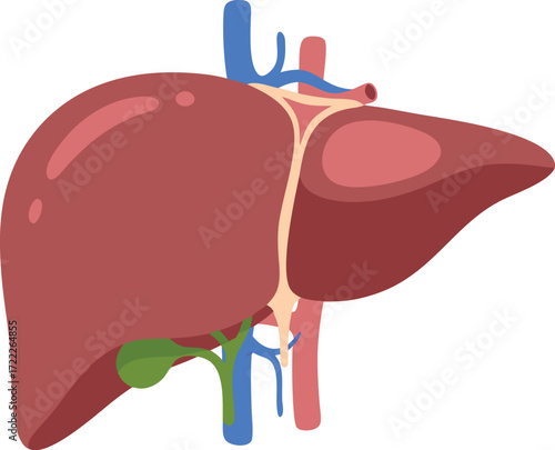 A medical illustration of the human liver, highlighting lobes, major blood vessels, and gallbladder in a realistic cross-section