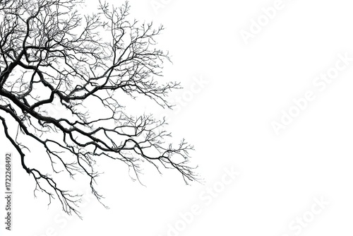 Wallpaper Mural Bare tree branches against a white background Torontodigital.ca