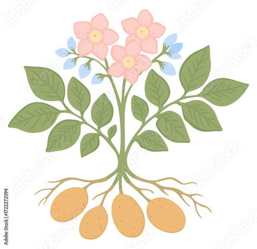 Blooming potato. Vector isolated illustration