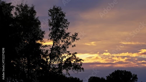 Golden and purple sunset sky with dramatic clouds above silhouetted trees, capturing a tranquil evening horizon as soft light glows behind branches in a serene twilight landscape