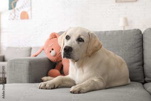 Cute Labrador retriever pup...