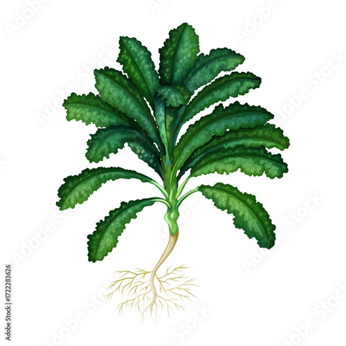 Watercolor illustration of fresh kale plant with roots on a white background