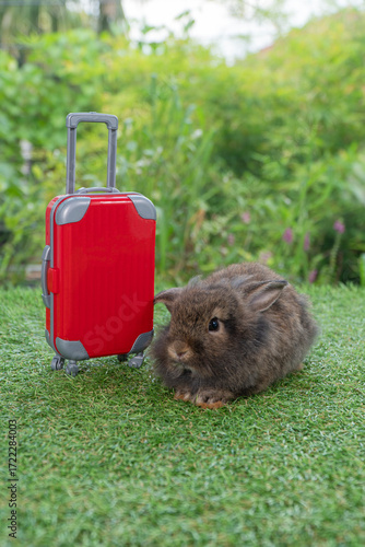 Adorable rabbit easter bunny with small red baggage sitting on green grass over spring broke background. Little bunny rabbit sitting aside red suitcase on meadow nature background. Easter pet vacation