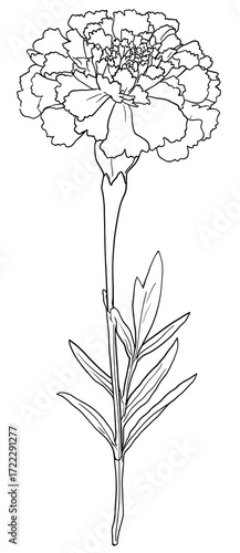 Detailed line drawing of a single marigold flower and stem