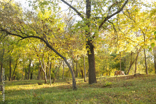 Beautiful autumn park with ...