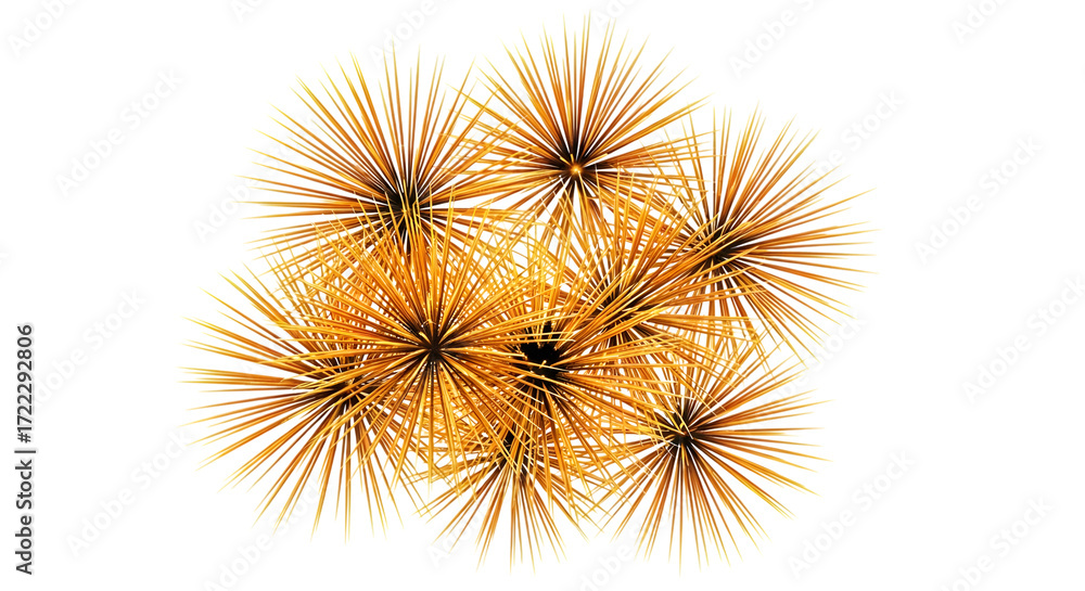 Fototapeta premium Abstract cluster of golden spiky starbursts or sea urchins, isolated on transparent background, representing energy, explosion, or organic growth