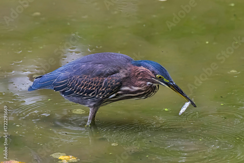 Green Heron Fishing.