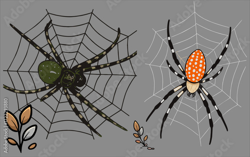 Garden spider and web.eps
