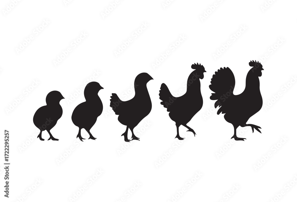 Fototapeta premium Vector illustration. A set of silhouettes of chickens of all ages. Chickens and cocks. Scale of growth