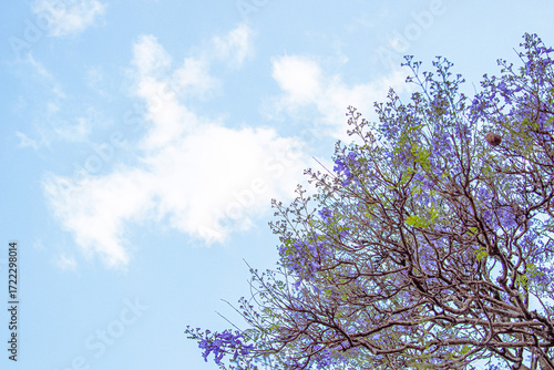 Wallpaper Mural Beautiful tree on blue sky background	
 Torontodigital.ca