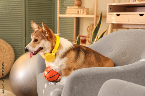 Cute Corgi dog with headpho...