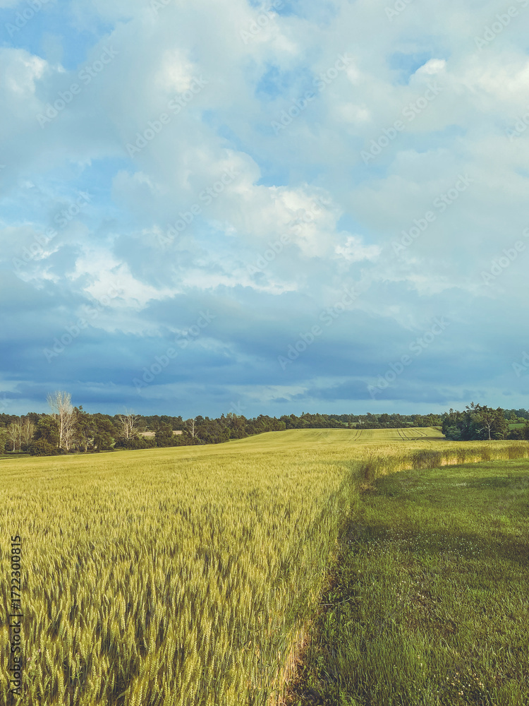 Fototapeta premium Expansive wheat field beneath a cloudy blue sky