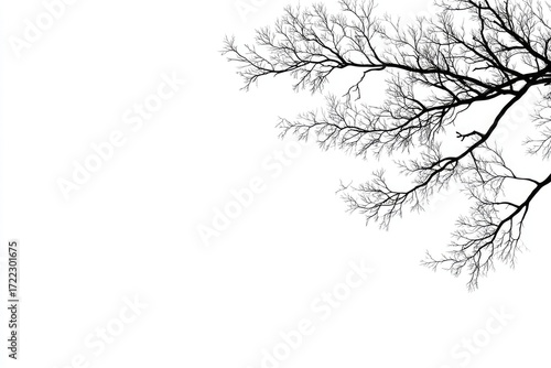 Wallpaper Mural Silhouetted bare tree branches against a white background Torontodigital.ca