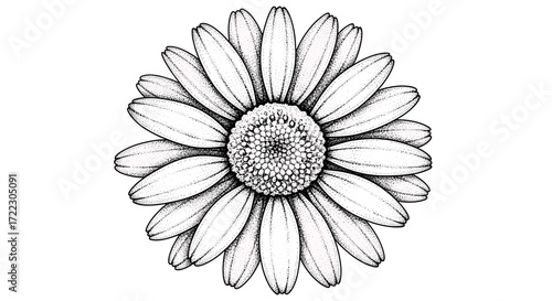 Detailed black and white daisy flower illustration drawn in a dotwork stippling style. Botanical hand-drawn art isolated on a white background.