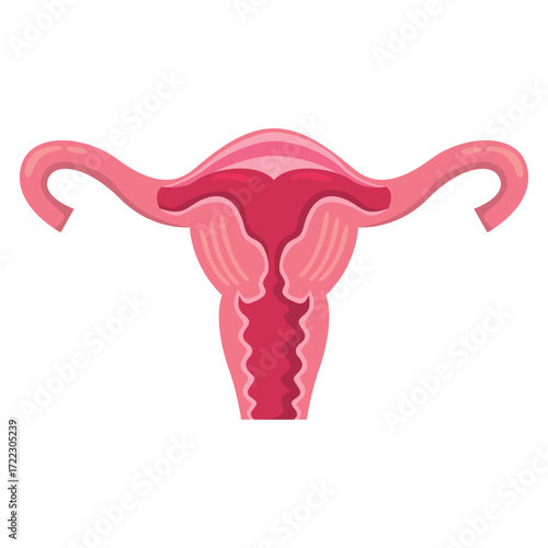 Anatomical illustration of the female reproductive system