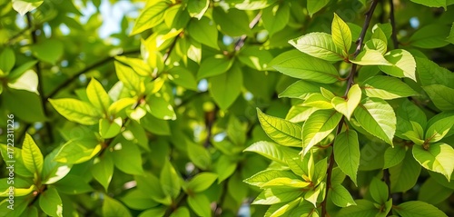 Vibrant green spring leaves forming a natural background, graphics, fresh