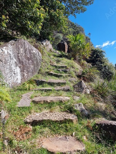 Steps carved into a track in the Australian bush in casuarina and coastal forest.
