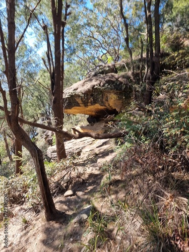 A boulder on a steep slope in coastal casuarina forest in the Australian bush