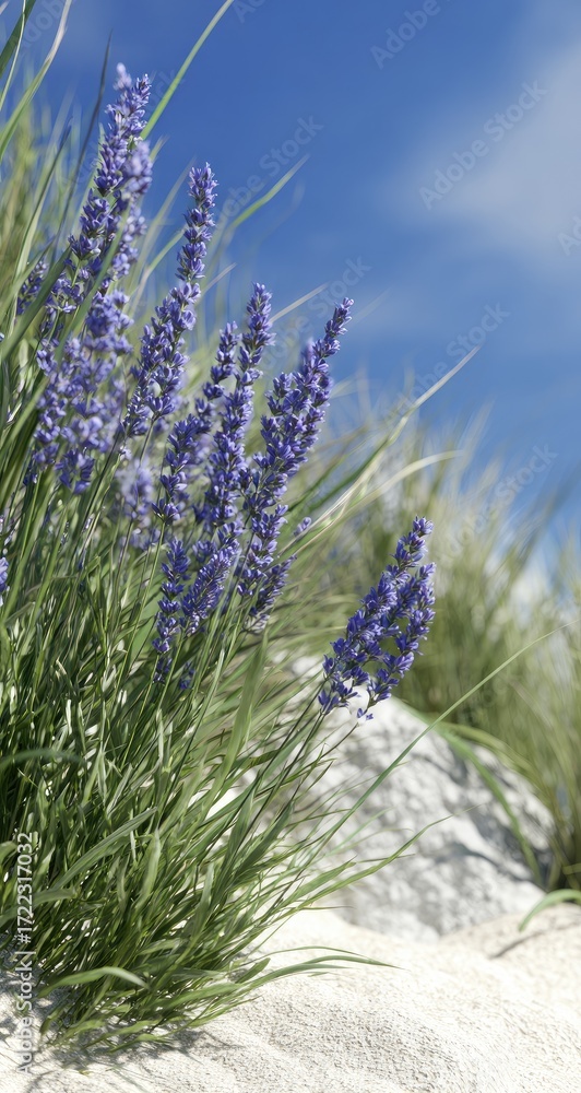 Naklejka premium Lush lavender blooms in a sunny meadow.