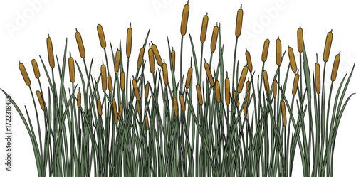 A detailed illustration of a dense cluster of cattails with long, green leaves against a white background, showcasing their distinct brown, cylindrical flower spikes