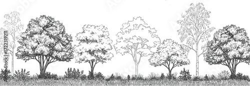Hand-sketched illustration of a varied forest, displaying detailed and outline trees on a grassy base. Perfect for natural design and graphic elements
