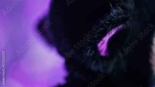 Black cat costume accessory