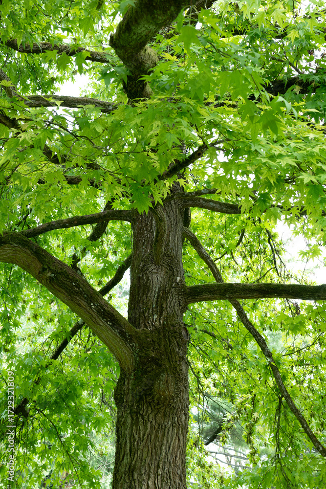 Naklejka premium tree in the forest