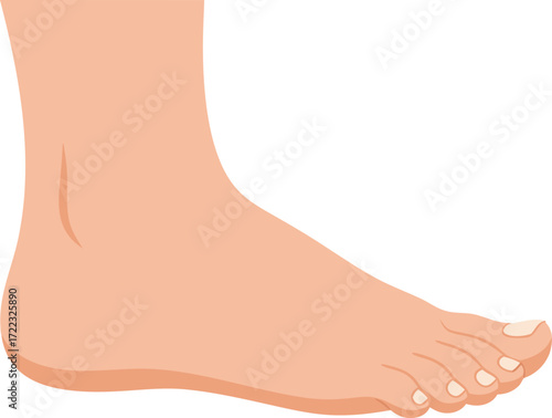 A clear anatomical illustration of a human foot from the side, showing details of the toes, skin, and natural structure