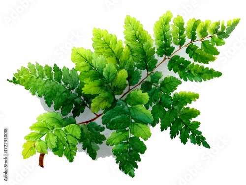 Watercolor painting depicts a vibrant green fern frond with detailed leaves, isolated on a white background artfully.