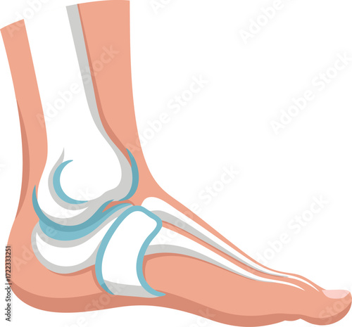 A clear anatomical illustration of the human ankle joint from the side, highlighting bones, ligaments, and natural structure