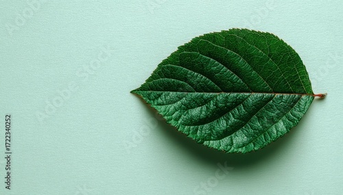 A single, dark-green leaf rests on a pale-green background, showcasing its detailed venation and texture