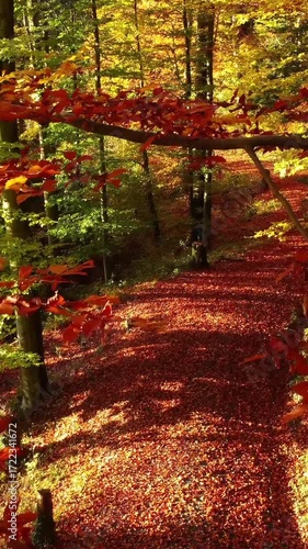 A Beautifully Scenic Autumn Pathway, Completely Surrounded by Stunningly Vibrant Foliage
