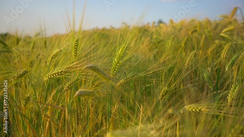 Serene wheat field stretches under bright blue sky, with golden ears of grain swaying in breeze. This peaceful rural scene captures the essence of farming, sustainability, and the beauty of nature. 
