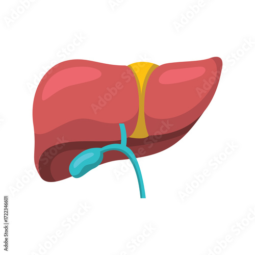 Cartoon illustration of a human liver and gallbladder