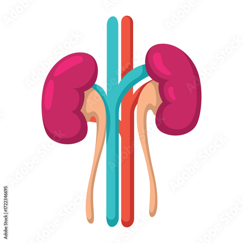 Cartoon illustration of human kidneys and urinary tract