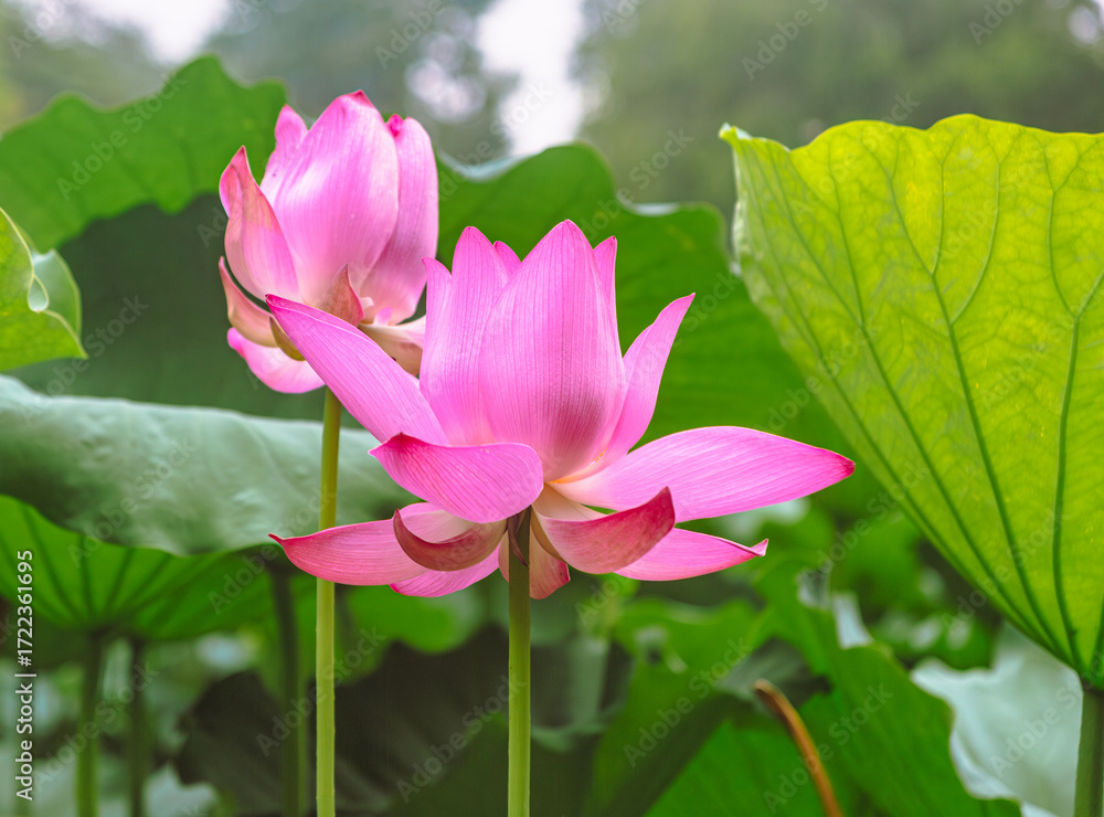 Obraz premium 古代ハスの花3ー71