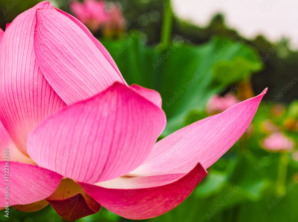 Fototapeta premium 古代ハスの花3ー8