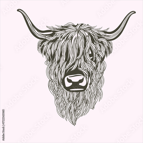 Vector art of highland cow head illustration with long shaggy hair and horns