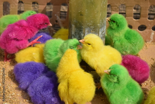 Photo of a group of colored chicks