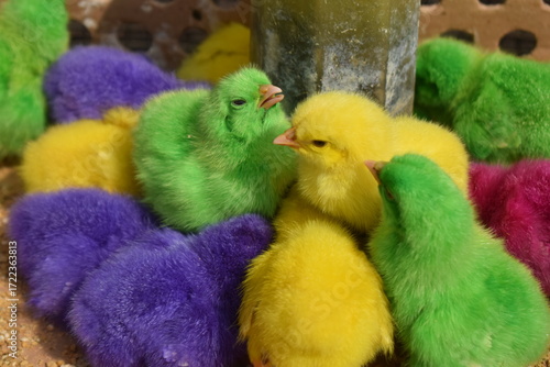 Photo of a group of colored chicks.