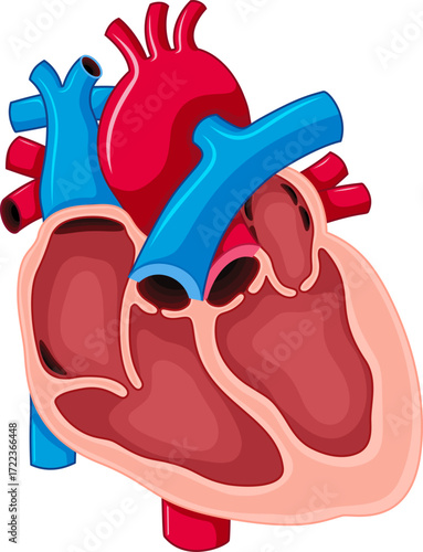 The human heart vector illustration 