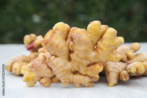 Photos Fresh Yellow Ginger Roots from Yunnan Plateau - Organic Small Rhizomes for Cooki