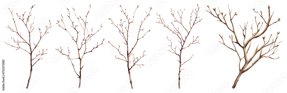 Obraz premium PNG Winter branches isolated collection, element set on transparent background