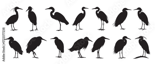 egret birds silhouette white background