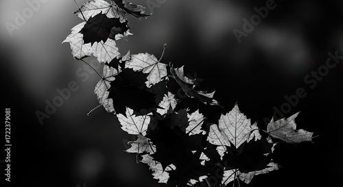 Black and white close-up of autumn leaves, swirling, delicate, nature's dance.