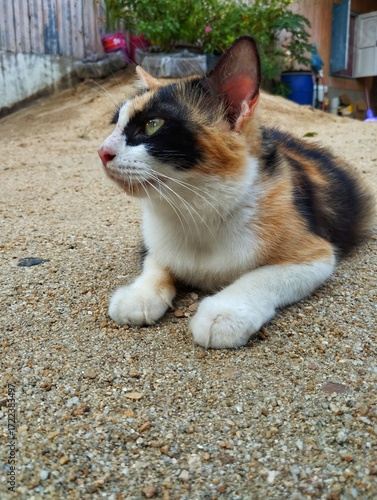 Cat sitting on the ground 